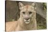 Mountain Lion, Puma concolor, Minnesota-Adam Jones-Stretched Canvas
