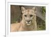 Mountain Lion, Puma concolor, Minnesota-Adam Jones-Framed Photographic Print