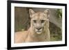 Mountain Lion, Puma concolor, Minnesota-Adam Jones-Framed Photographic Print