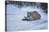 Mountain Lion (Puma) (Cougar) (Puma Concolor), Montana, United States of America, North America-Janette Hil-Stretched Canvas