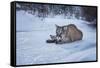 Mountain Lion (Puma) (Cougar) (Puma Concolor), Montana, United States of America, North America-Janette Hil-Framed Stretched Canvas