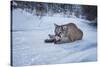 Mountain Lion (Puma) (Cougar) (Puma Concolor), Montana, United States of America, North America-Janette Hil-Stretched Canvas