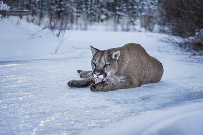 Mountain Lion (Puma) (Cougar) (Puma Concolor), Montana, United States of  America, North America' Photographic Print - Janette Hil | AllPosters.com