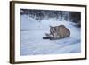 Mountain Lion (Puma) (Cougar) (Puma Concolor), Montana, United States of America, North America-Janette Hil-Framed Photographic Print