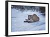 Mountain Lion (Puma) (Cougar) (Puma Concolor), Montana, United States of America, North America-Janette Hil-Framed Photographic Print