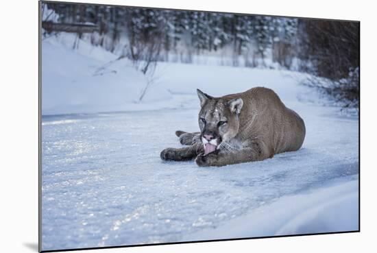 Mountain Lion (Puma) (Cougar) (Puma Concolor), Montana, United States of America, North America-Janette Hil-Mounted Photographic Print