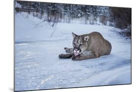 Mountain Lion (Puma) (Cougar) (Puma Concolor), Montana, United States of America, North America-Janette Hil-Mounted Photographic Print