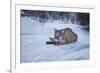 Mountain Lion (Puma) (Cougar) (Puma Concolor), Montana, United States of America, North America-Janette Hil-Framed Photographic Print