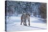 Mountain Lion (Puma) (Cougar) (Puma Concolor), Montana, United States of America, North America-Janette Hil-Stretched Canvas