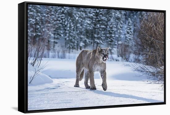 Mountain Lion (Puma) (Cougar) (Puma Concolor), Montana, United States of America, North America-Janette Hil-Framed Stretched Canvas