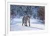 Mountain Lion (Puma) (Cougar) (Puma Concolor), Montana, United States of America, North America-Janette Hil-Framed Photographic Print