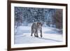 Mountain Lion (Puma) (Cougar) (Puma Concolor), Montana, United States of America, North America-Janette Hil-Framed Photographic Print