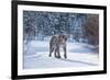 Mountain Lion (Puma) (Cougar) (Puma Concolor), Montana, United States of America, North America-Janette Hil-Framed Photographic Print