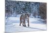 Mountain Lion (Puma) (Cougar) (Puma Concolor), Montana, United States of America, North America-Janette Hil-Mounted Photographic Print