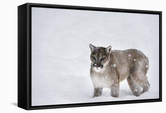 Mountain Lion (Puma) (Cougar) (Puma Concolor), Montana, United States of America, North America-Janette Hil-Framed Stretched Canvas