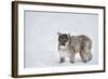 Mountain Lion (Puma) (Cougar) (Puma Concolor), Montana, United States of America, North America-Janette Hil-Framed Photographic Print