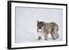 Mountain Lion (Puma) (Cougar) (Puma Concolor), Montana, United States of America, North America-Janette Hil-Framed Photographic Print