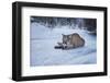 Mountain Lion (Puma) (Cougar) (Puma Concolor), Montana, United States of America, North America-Janette Hil-Framed Photographic Print