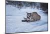Mountain Lion (Puma) (Cougar) (Puma Concolor), Montana, United States of America, North America-Janette Hil-Mounted Photographic Print