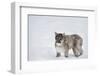 Mountain Lion (Puma) (Cougar) (Puma Concolor), Montana, United States of America, North America-Janette Hil-Framed Photographic Print