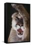 Mountain Lion Rubbing its Face-DLILLC-Framed Stretched Canvas