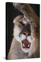 Mountain Lion Rubbing its Face-DLILLC-Stretched Canvas