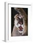 Mountain Lion Rubbing its Face-DLILLC-Framed Photographic Print