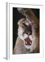 Mountain Lion Rubbing its Face-DLILLC-Framed Photographic Print