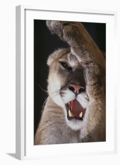 Mountain Lion Rubbing its Face-DLILLC-Framed Photographic Print