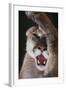 Mountain Lion Rubbing its Face-DLILLC-Framed Photographic Print