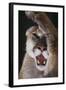 Mountain Lion Rubbing its Face-DLILLC-Framed Photographic Print