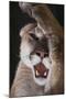 Mountain Lion Rubbing its Face-DLILLC-Mounted Photographic Print