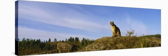 Mountain Lion Sitting on a Rock, Montana, USA-null-Stretched Canvas