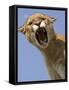 Mountain Lion Snarling Aggressively-Joe McDonald-Framed Stretched Canvas