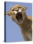 Mountain Lion Snarling Aggressively-Joe McDonald-Stretched Canvas