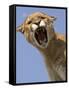 Mountain Lion Snarling Aggressively-Joe McDonald-Framed Stretched Canvas