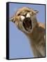 Mountain Lion Snarling Aggressively-Joe McDonald-Framed Stretched Canvas