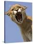 Mountain Lion Snarling Aggressively-Joe McDonald-Stretched Canvas