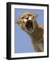 Mountain Lion Snarling Aggressively-Joe McDonald-Framed Photographic Print