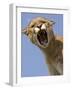 Mountain Lion Snarling Aggressively-Joe McDonald-Framed Photographic Print