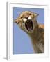 Mountain Lion Snarling Aggressively-Joe McDonald-Framed Photographic Print