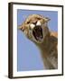 Mountain Lion Snarling Aggressively-Joe McDonald-Framed Photographic Print