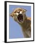 Mountain Lion Snarling Aggressively-Joe McDonald-Framed Photographic Print