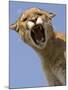 Mountain Lion Snarling Aggressively-Joe McDonald-Mounted Photographic Print