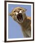 Mountain Lion Snarling Aggressively-Joe McDonald-Framed Photographic Print