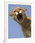 Mountain Lion Snarling Aggressively-Joe McDonald-Framed Photographic Print