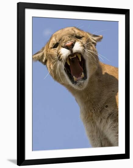 Mountain Lion Snarling Aggressively-Joe McDonald-Framed Photographic Print