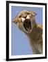 Mountain Lion Snarling Aggressively-Joe McDonald-Framed Photographic Print