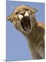 Mountain Lion Snarling Aggressively-Joe McDonald-Mounted Photographic Print