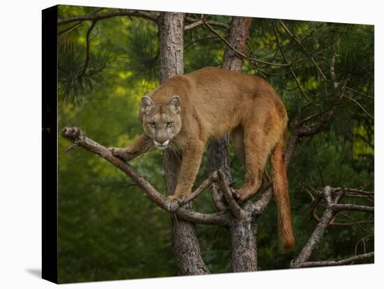 Mountain Lion Stare-Galloimages Online-Stretched Canvas